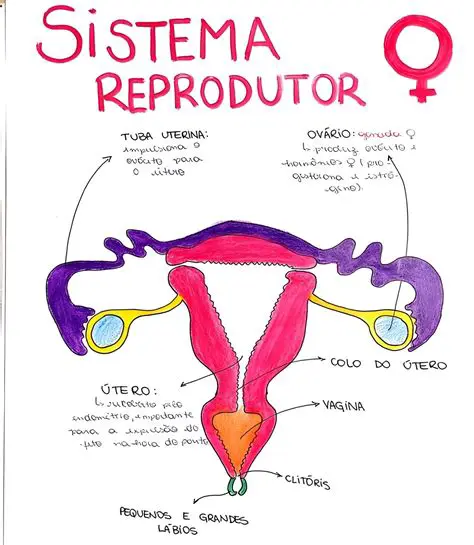 Perguntas e Respostas sobre o Ciclo Reprodutor Feminino