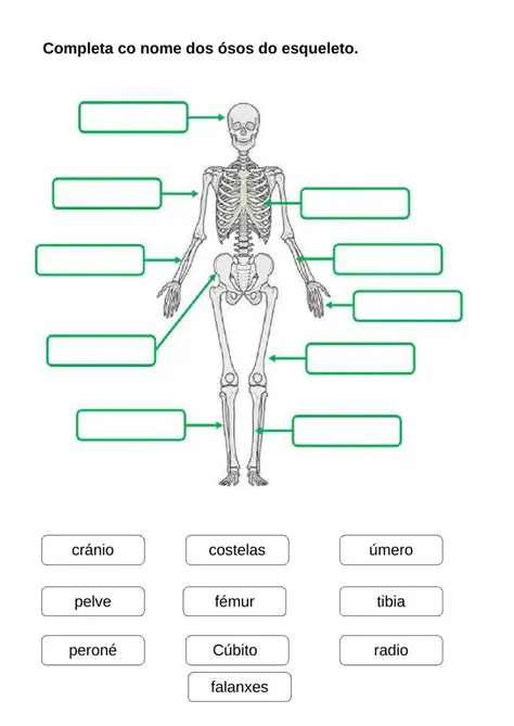Perguntas e Respostas sobre Ossos que Possuem Cavidade de Ar