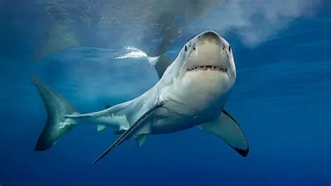 Peshkaqenet: Unveiling the Ocean's Apex Predators – A Deep Dive into Sharks