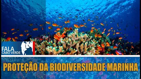 Pesquisas sobre a biodiversidade marinha