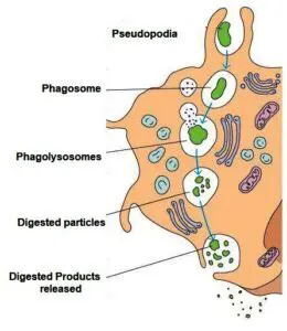 Phagocytosis in Eukaryotic Cells