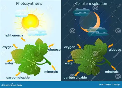 Photosynthesis and Oxygen Production