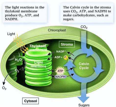 Photosynthesis occurs only at light