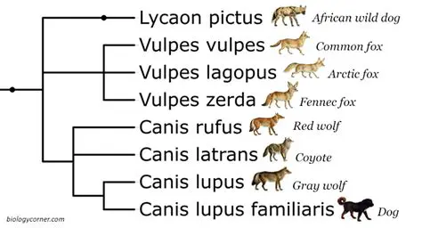 Phylogenetic Relationships in the Canine Family