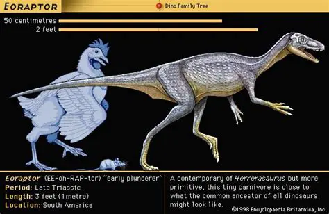 Physical Characteristics of Eoraptor
