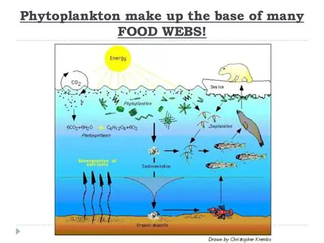 Phytoplankton are the base of the food web