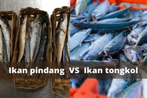 Pilih Ikan Tongkol yang Baik