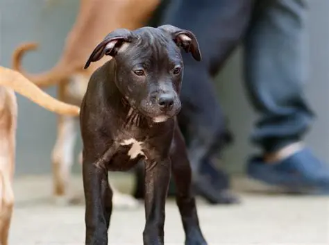 Pitbullid: Temperament, Hooldus ja Kõik, Mida Peaksid Teadma