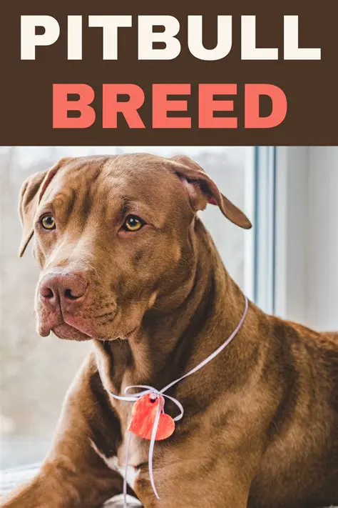 Unveiling the Truth: A Comprehensive Guide to Pitbulls in Australia