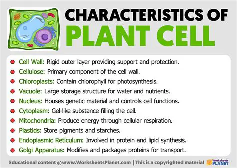 Plant Cell Characteristics