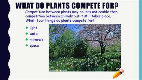 Plants do not Compete for Resources with One Another