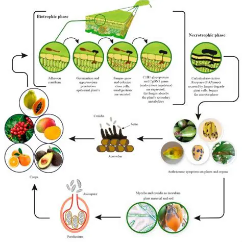Unraveling Pnienke Plas Sebevallen: A Deep Dive into Its Significance and Implications