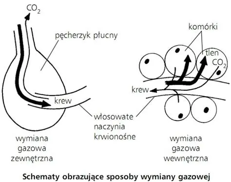 Podczas wymiany gazowej w tkankach