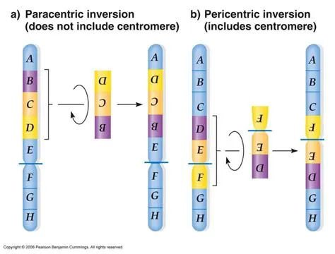 Possible Consequences of Chromosomal Inversions