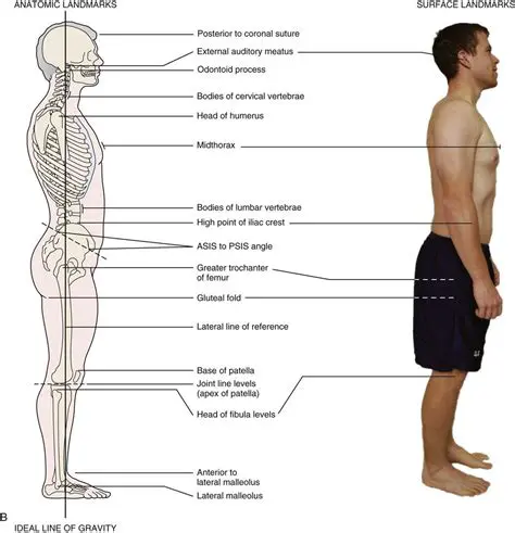 posture refers to the physical position and alignment of the body