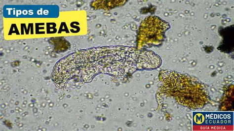 Preguntas y respuestas sobre el crecimiento de amebas