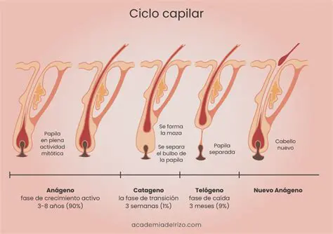 Preguntas y respuestas sobre el crecimiento del cabello