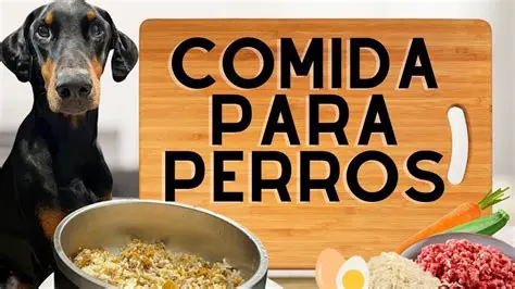 Preguntas y Respuestas sobre la Comida para los Perros