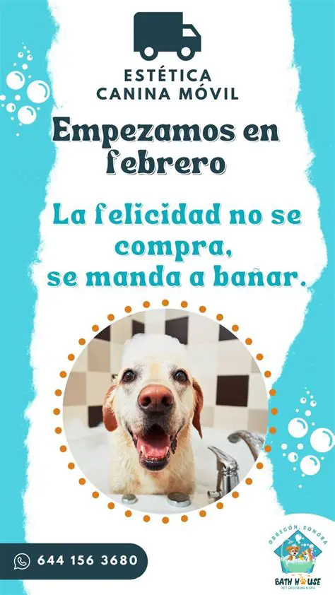 Preguntas y Respuestas sobre la Felicidad Canina y los Verbos