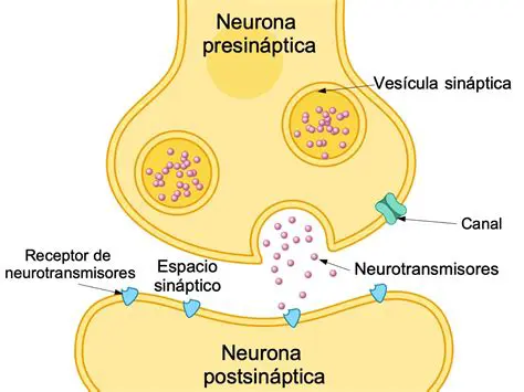 Preguntas y respuestas sobre la importancia de las neuronas en el comportamiento humano