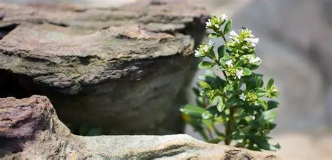 Preguntas y Respuestas sobre la Resiliencia de los Ecosistemas