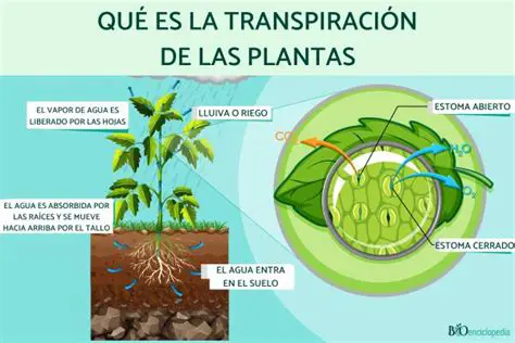 Preguntas y respuestas sobre las plantas y su importancia para nuestro planeta