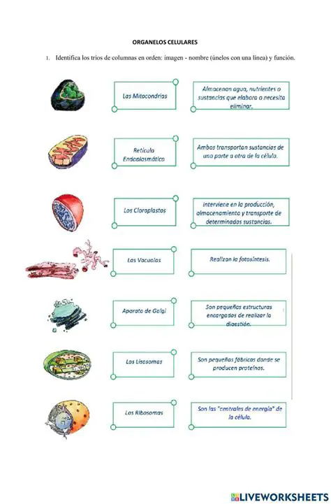 Preguntas y Respuestas sobre los Organelos Celulares