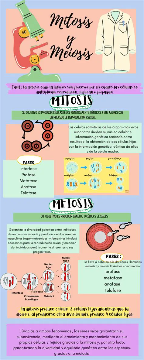 Preguntas y Respuestas sobre Mitosis y Meiosis