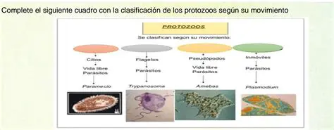 Preguntas y respuestas sobre protozoos