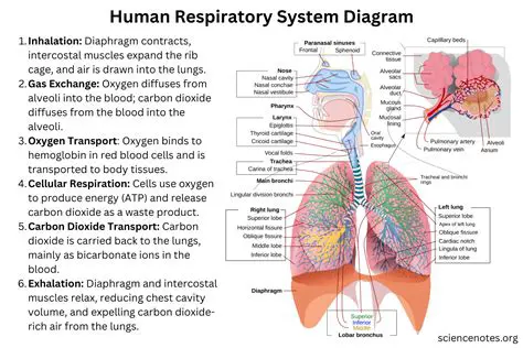 Primary Functions of the Human Respiratory System