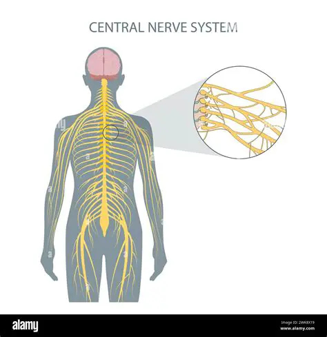 Primary Role of the Central Nervous System