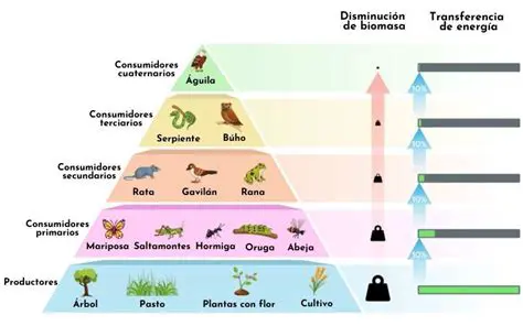 Primer nivel de consumidores