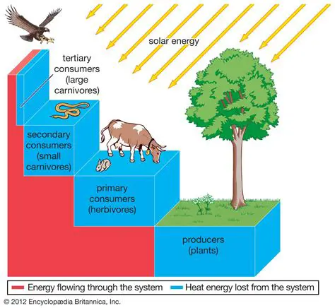 Producers are the primary source of energy in the food web