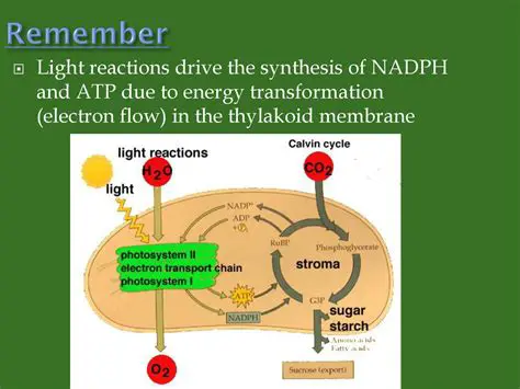 Production of ATP and NADPH