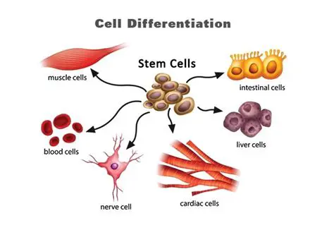 Proliferation of stem cells