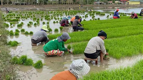 Promote the Mina Rice system