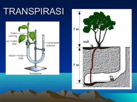 Proses Inspirasi pada Tumbuhan