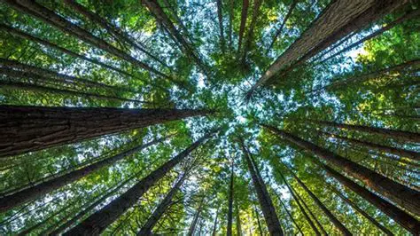 Protect and preserve forests