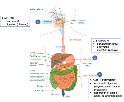 Protein Digestion and Absorption