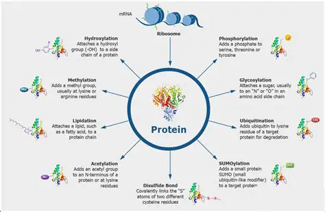 Protein synthesis and modification