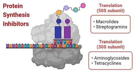 Protein synthesis inhibitors
