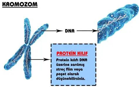Protozoalar ve Kromozomlar