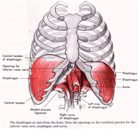 Protrusion of the diaphragm