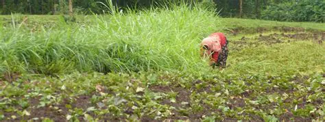 Provide access to quality seeds