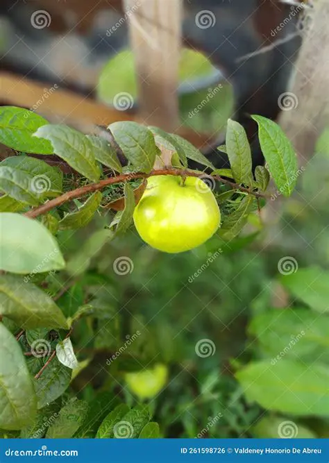 Unveiling the Enigmatic World of Psedasiase Araza Sesandalerse Sesvartse: A Comprehensive Exploration