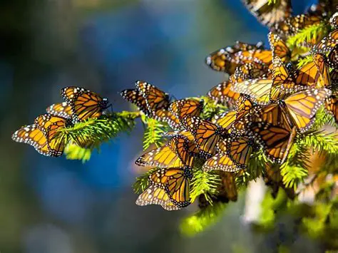 Psesaifalikhanse: Unveiling the Secrets of a Remarkable Phenomenon