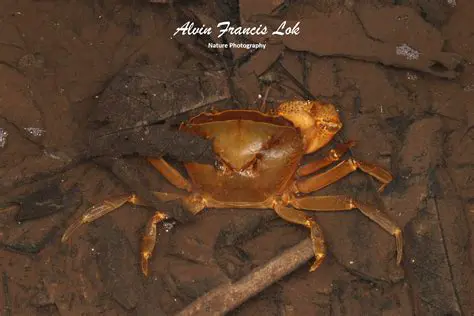 Unveiling the World of Pseudothelphusoidea: A Comprehensive Guide