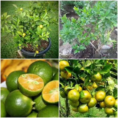 Psezi Jeruk Kasturi SEU2014SE: A Comprehensive Guide to This Unique Citrus Fruit