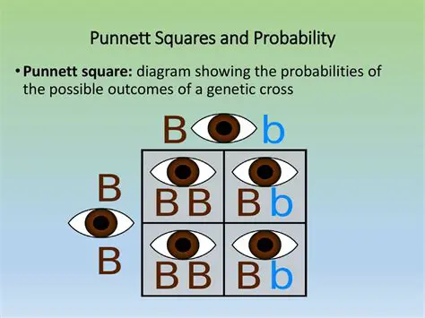 Punnett Square and Probability