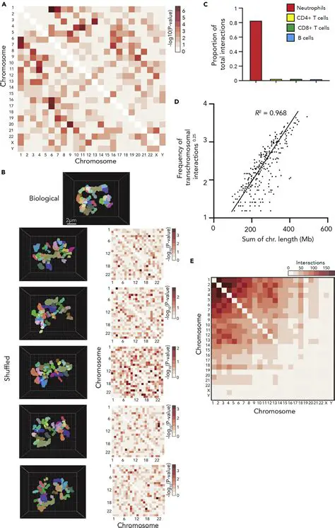 Random Chromosome Shuffling
